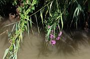 257-Delta del Danubio,7 agosto 2011